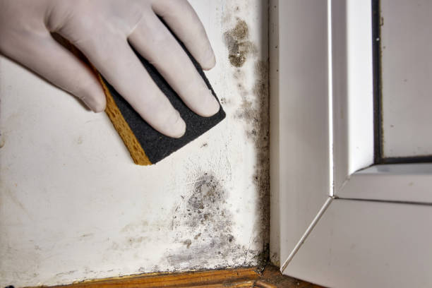 Best Attic Mold Removal  in Trappe, PA